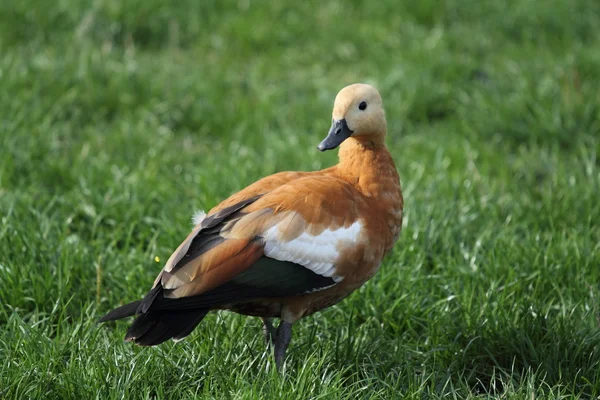 stock image Wild duck