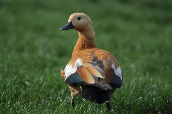 stock image Wild duck