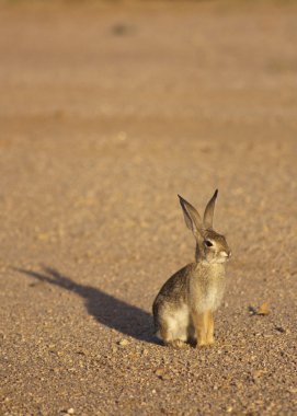 Cottontail Rabbit clipart