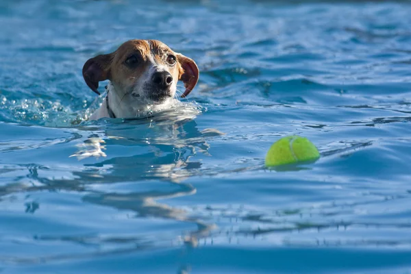 stock image Chasing a Ball