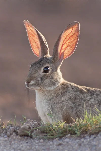 Conejo de cola de algodón —  Fotos de Stock