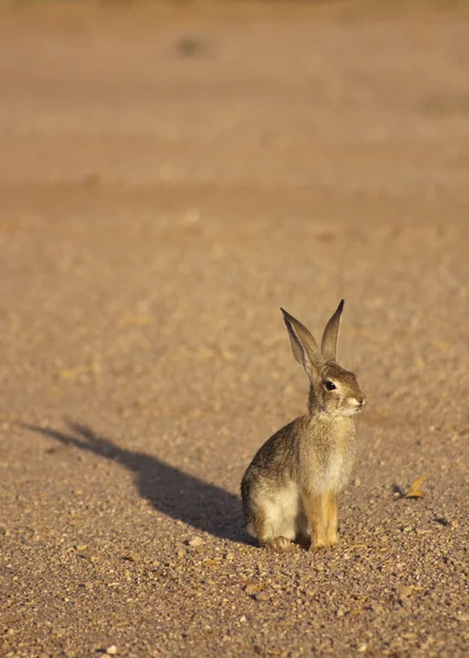 Conejo de cola de algodón — Foto de Stock