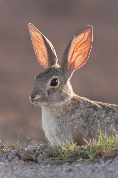 Tavşan tavşan Stok Fotoğraf