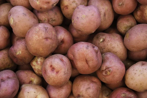 Pommes de terre rouges biologiques — Photo