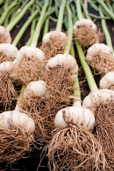 Fresh Organic Garlic Stock Photo