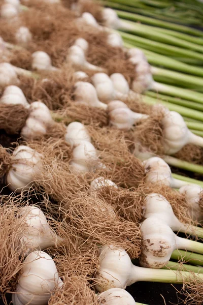 Organic garlic Stock Picture