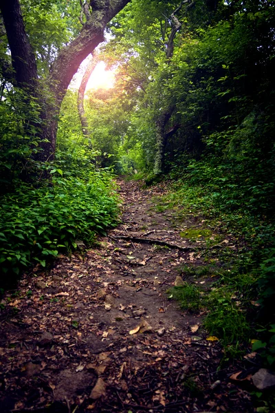 stock image Forest Path