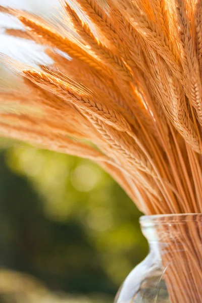 Wheat stalks in a vase Stock Photo