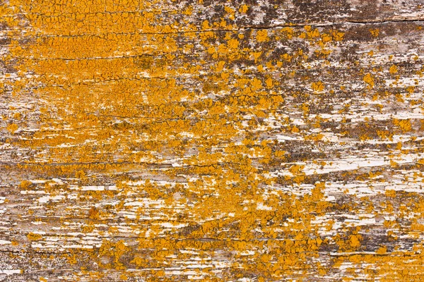 Wood and lichen background Obraz Stockowy
