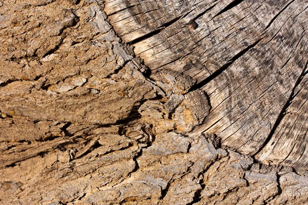 Bark och trä bakgrund Stockbild
