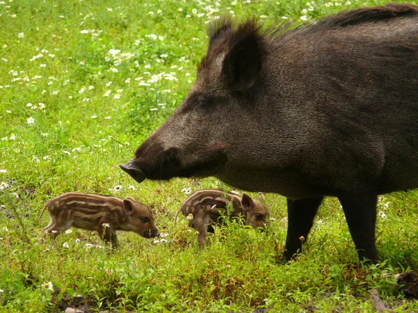 Wild pigs — Stock Photo, Image