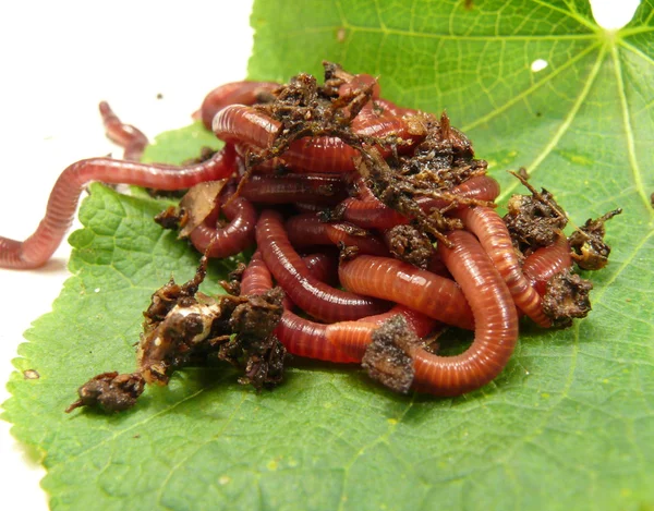 Compost wormen — Stockfoto