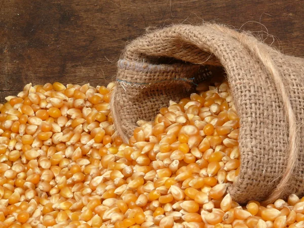 玉米籽粒 — 图库照片