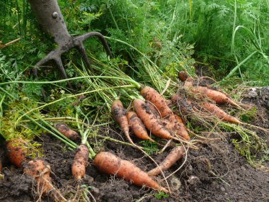 Fresh carrots clipart