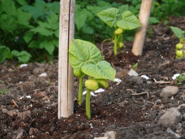 Garden beans clipart