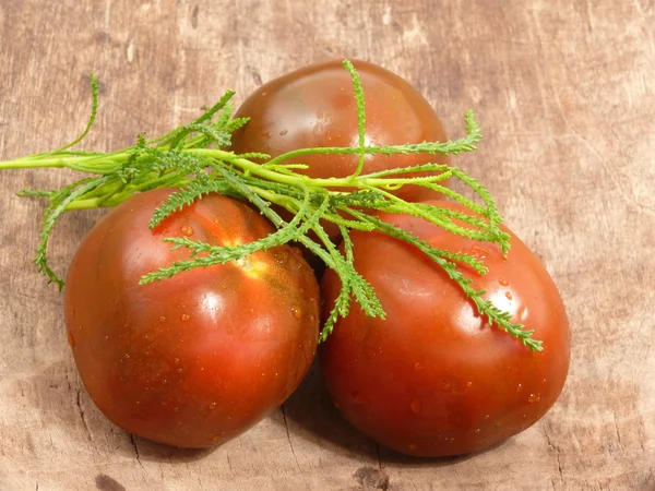 Tomates de chocolate con hierba de oliva — Foto de Stock