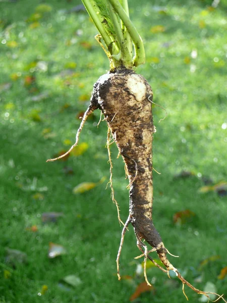 stock image Parsnip