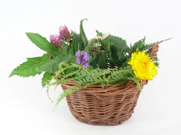 Rośliny lecznicze w koszyku — Zdjęcie stockowe