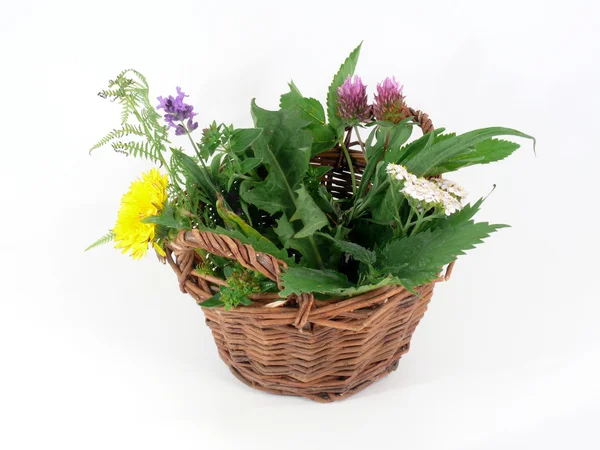 Léčivé rostliny v koši — Stock fotografie
