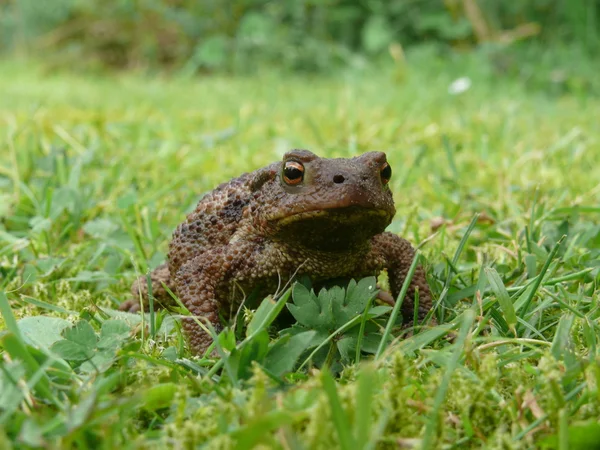 stock image Common Toad