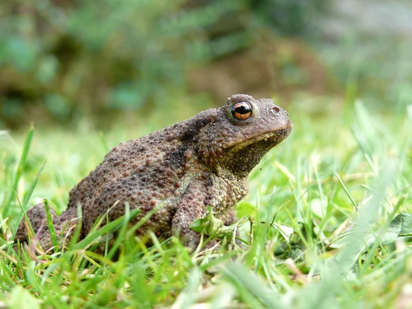 Stock image Earth Toad