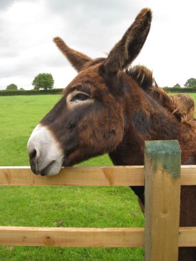 A brown donkey resting on a fence clipart