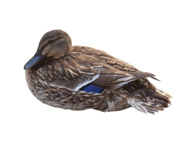 Duck - isolated on white clipart