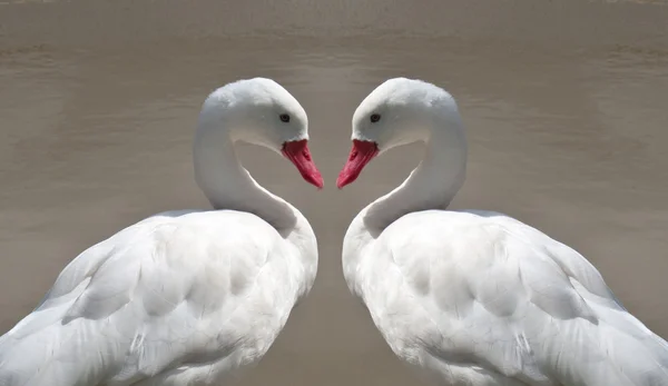White Love Ducks — Stock Photo, Image