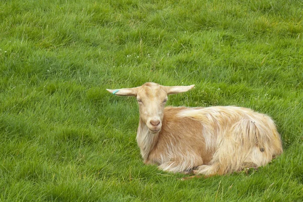Goat - zitten in veld — Stockfoto