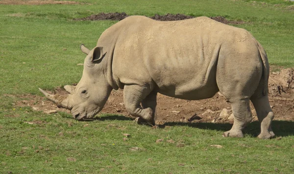 stock image White Rhino