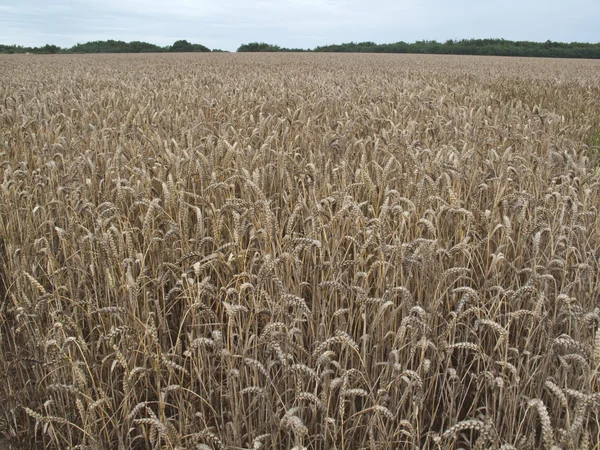 Field of Wheat — Stock Photo, Image