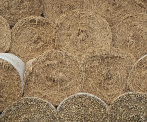 Balas redondas de heno — Foto de Stock