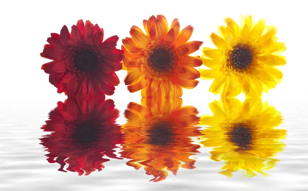 Artificial flowers lined up — Stock Photo, Image