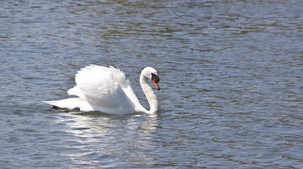 Swan floating on lake — Stock Photo, Image