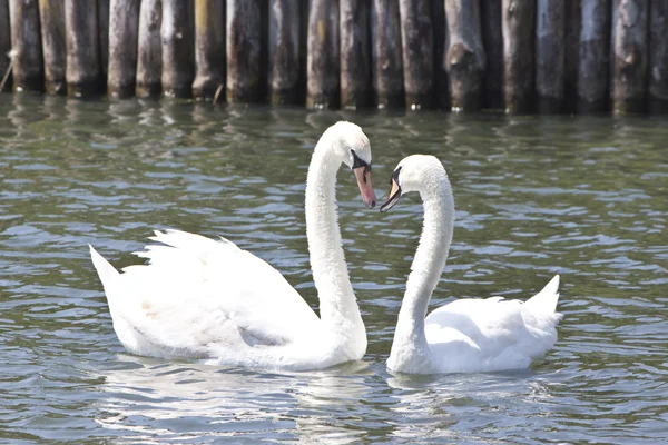 Dois cisnes encantadores em um lago — Fotografia de Stock