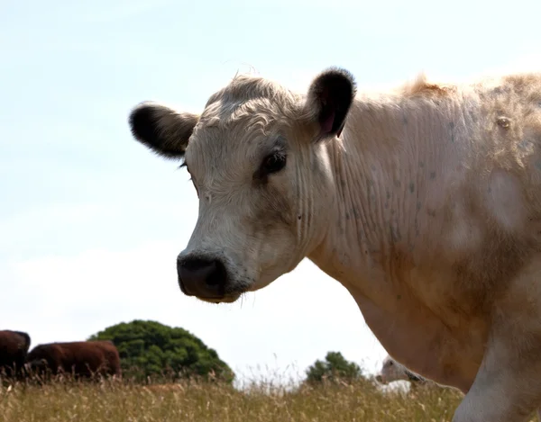 stock image A portrait of a white cow