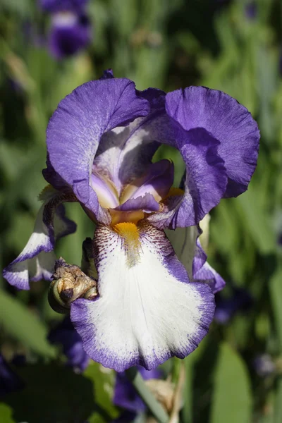 stock image Flower irises