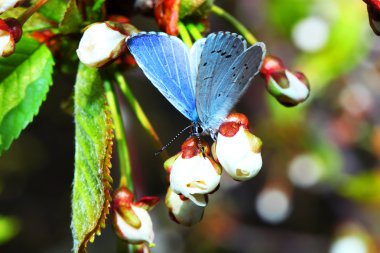 Butterfly clipart