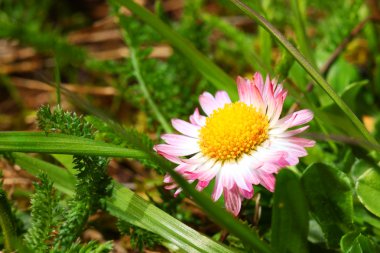 Marguerite.