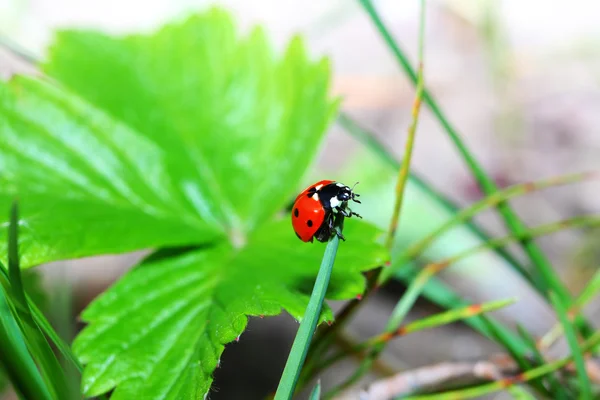 Ladybird — Stock fotografie