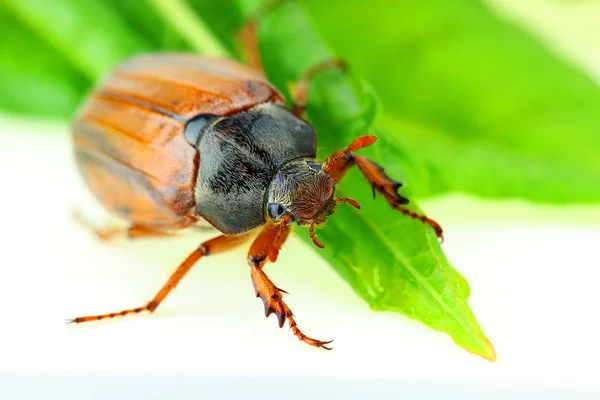 stock image May-bug