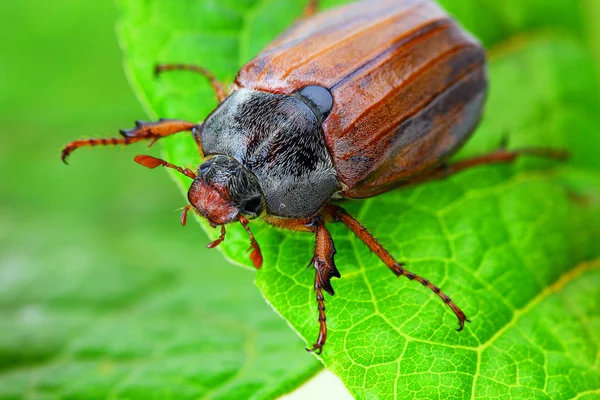 stock image May-bug