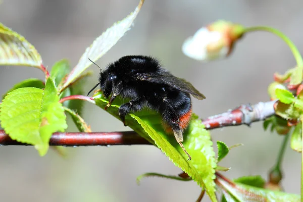 Bombus arısı- — Stok fotoğraf