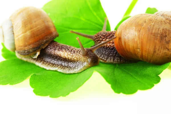 Snail — Stock Photo, Image