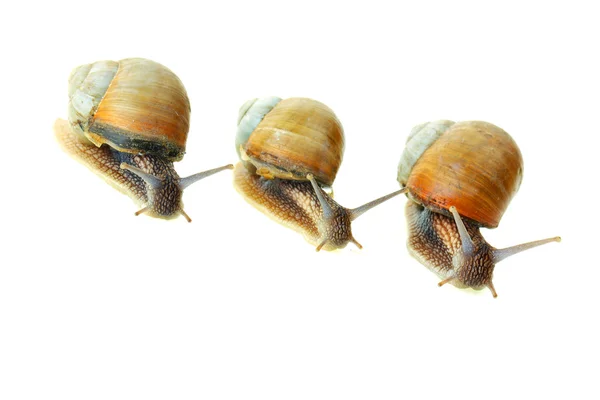 stock image Snail