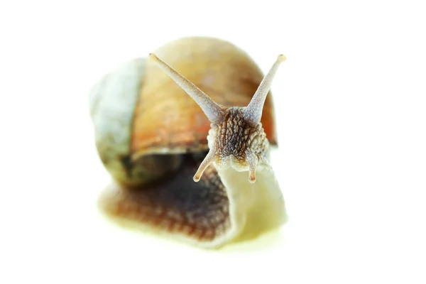 stock image Snail