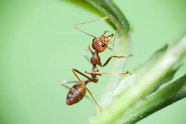 Červený mravenec v akci — Stock fotografie