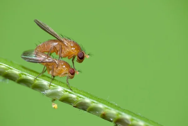Fly acasalamento laranja — Fotografia de Stock