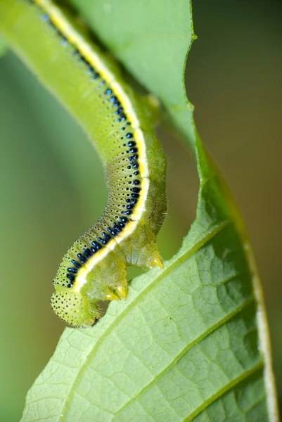 Caterpillar breakfast — Stock Photo, Image