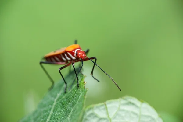 Hemiptera — Fotografia de Stock